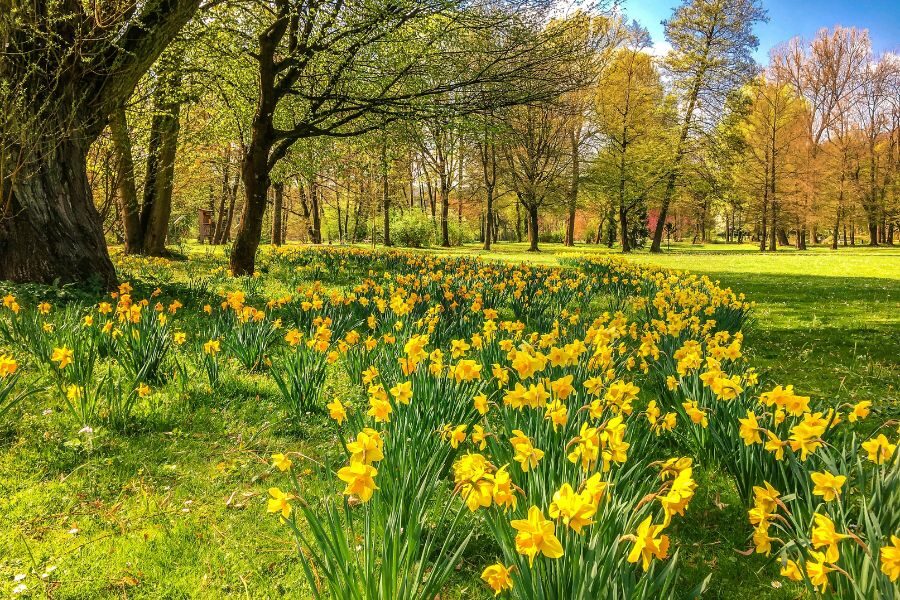 Scenery showing daffodils next to a wooded area with blue sky