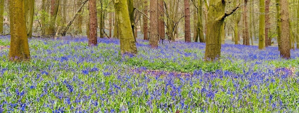 Bluebells in Hitch Wood